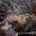 pipefish_ghost_ornate_dae_ni_h_0824_egy0967.jpg